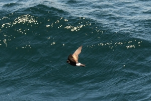 Wilson's Storm Petrel