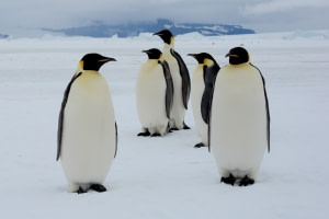 In search for the Emperor penguin
