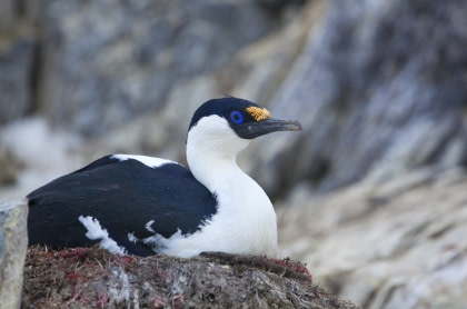 Antarctic Shag