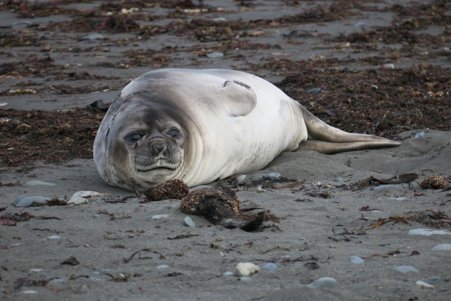 Baby Elephant seal chilling around