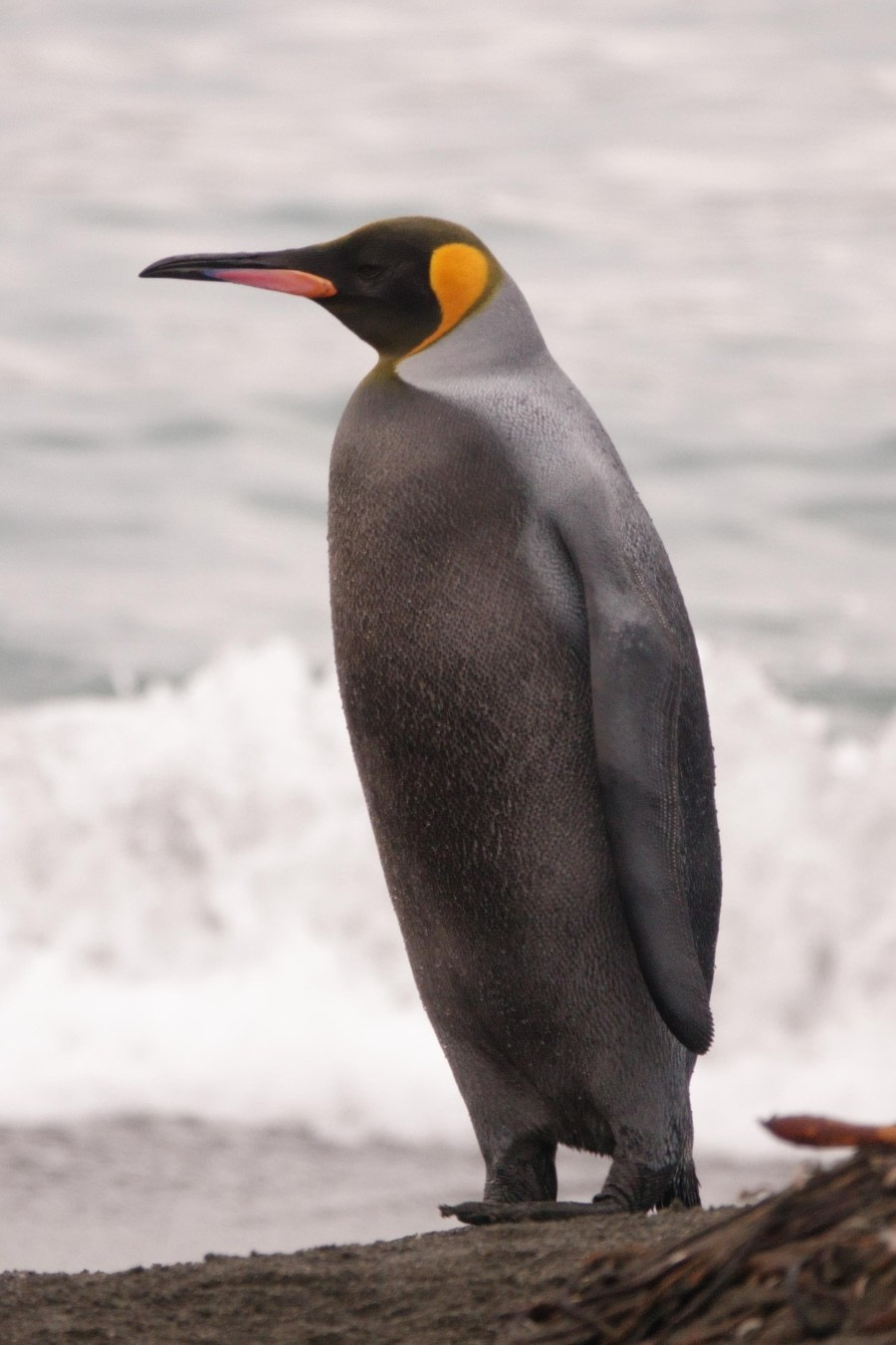 black morf. King Penguin