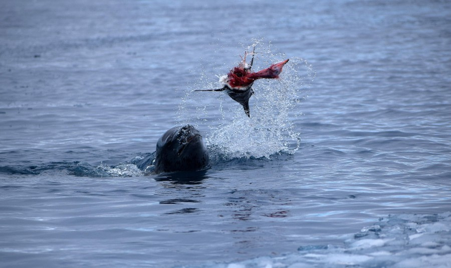 Skinning the penguin