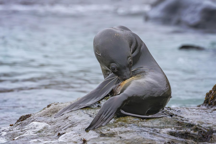 Antarctic fur seal preening!