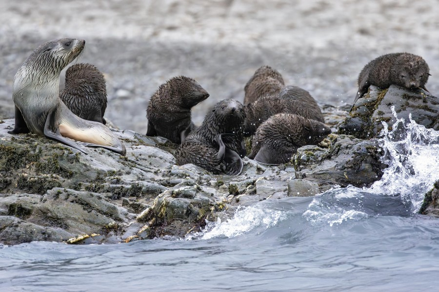 Blondie and the creche