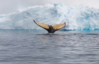 Antarctica - Whale watching discovery and learning voyage - Aurora Australis / Southern Lights