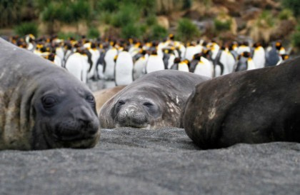 Falklands, South Georgia and Antarctica - Photographic Special