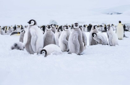 Weddell Sea – In search of the Emperor Penguin, incl. helicopters