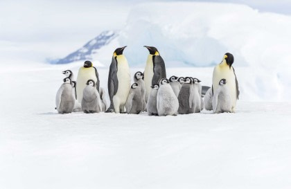 Weddell Sea – In search of the Emperor Penguin, incl. helicopters