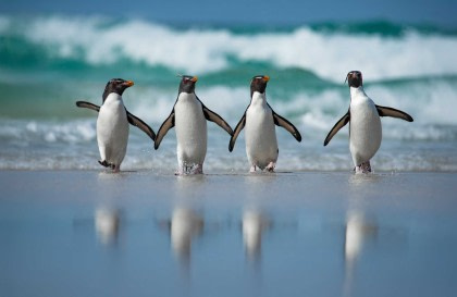 Falkland Islands - South Georgia - Antarctica
