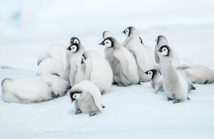 Weddell Sea – In search of the Emperor Penguin, incl. helicopters