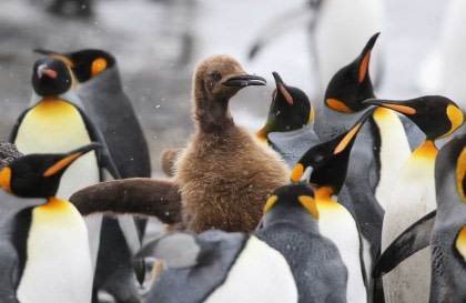 Falkland Islands - South Georgia - Antarctica