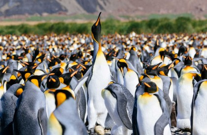 South Georgia Explorer