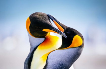 Falkland Islands - South Georgia - Antarctic Peninsula - Photography special