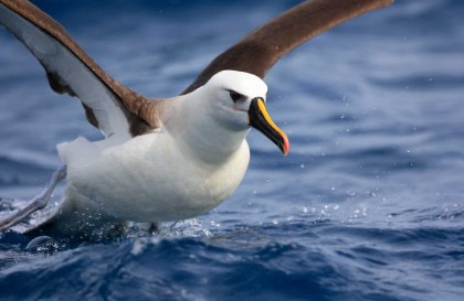 Atlantic Odyssey incl. Antarctic Peninsula to St. Helena