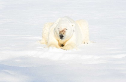 22 Days Extensive Arctic Ocean – Northwest Iceland - Spitsbergen Explorer