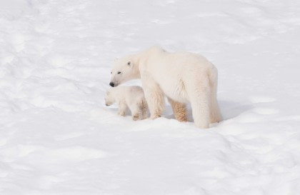North Spitsbergen Explorer - Into the pack ice - Polar Bear Special