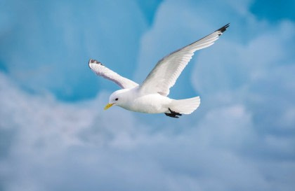 Arctic Ocean - Fair Isle, Jan Mayen, Ice Edge, Spitsbergen, Birding