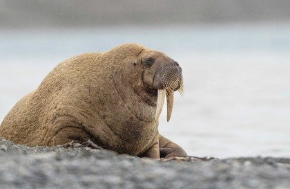 Around Spitsbergen, In the realm of Polar Bear & Ice