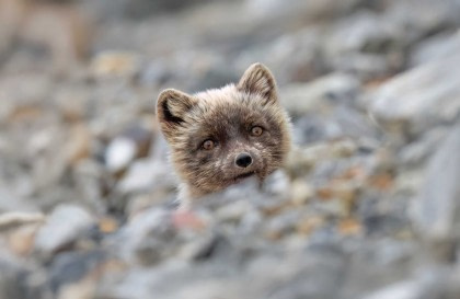 Around Spitsbergen incl. Nordaustlandet