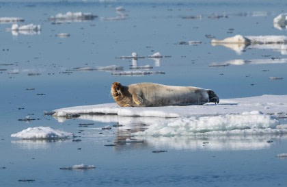 North Spitsbergen Explorer - Versatile landscapes, sea ice & wildlife - Summer Solstice