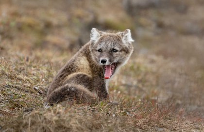 North Spitsbergen - Arctic Summer