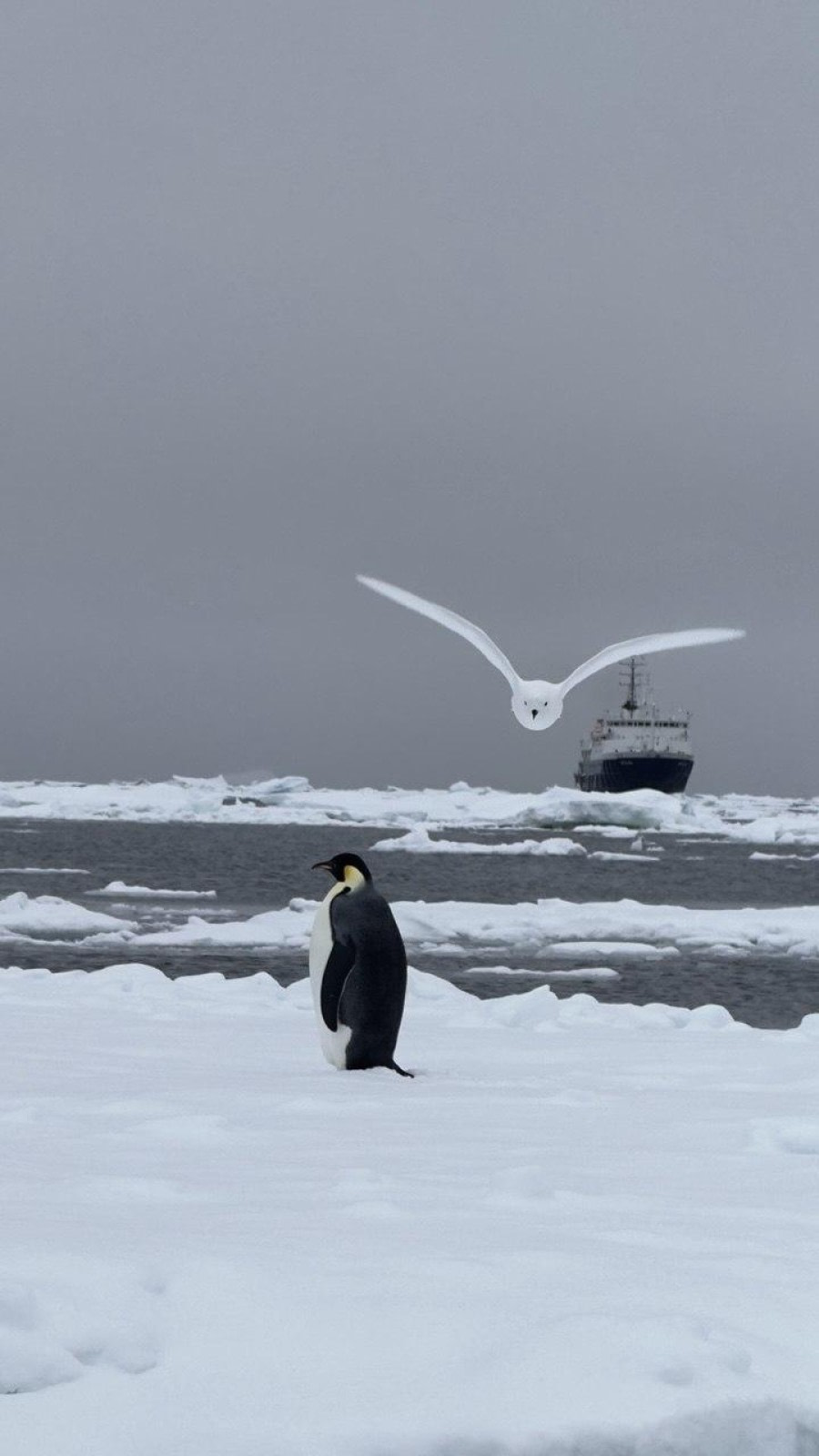 WhiteStorm_EmperiorPenguin_Ship