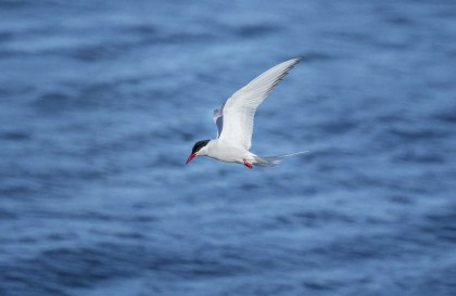 North Sea - Vlissingen to Aberdeen