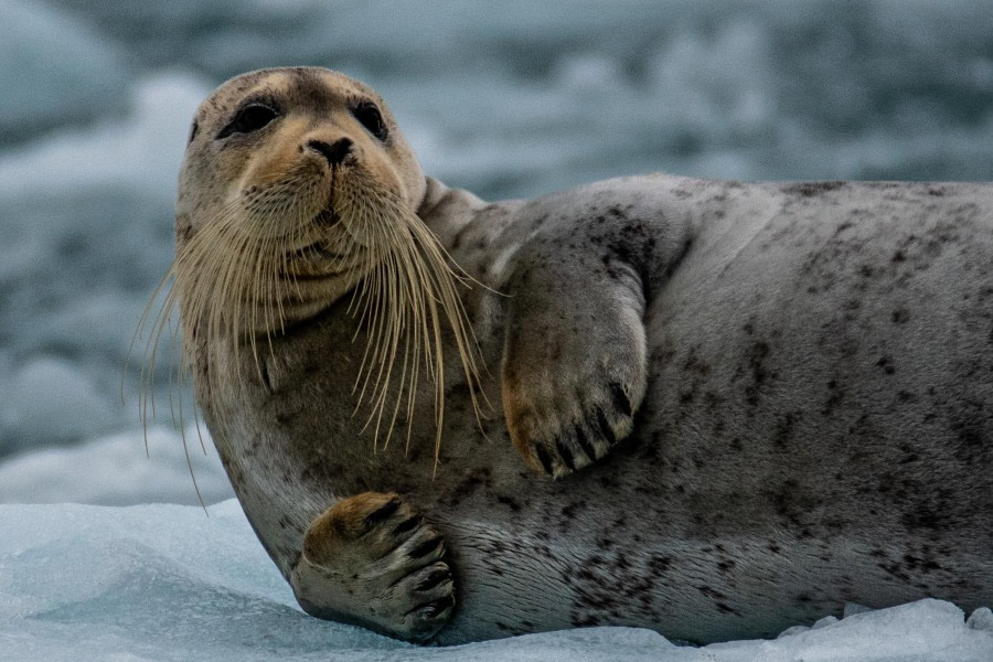 Bearded Seal at Lilliehöökbreen