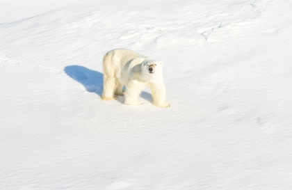 Extended North Spitsbergen Explorer – In Pursuit of Polar Bears, Whales and other Wildlife